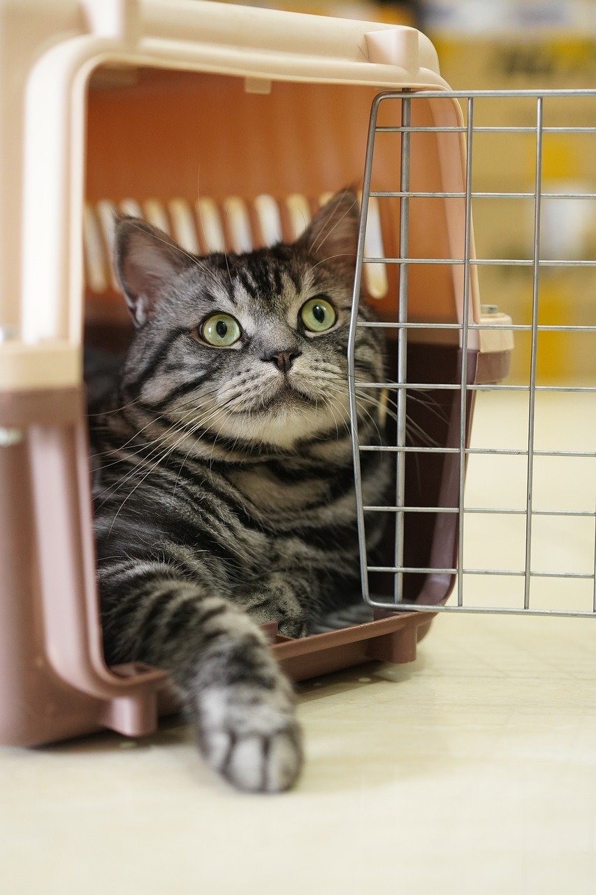 cat-9055765_1280